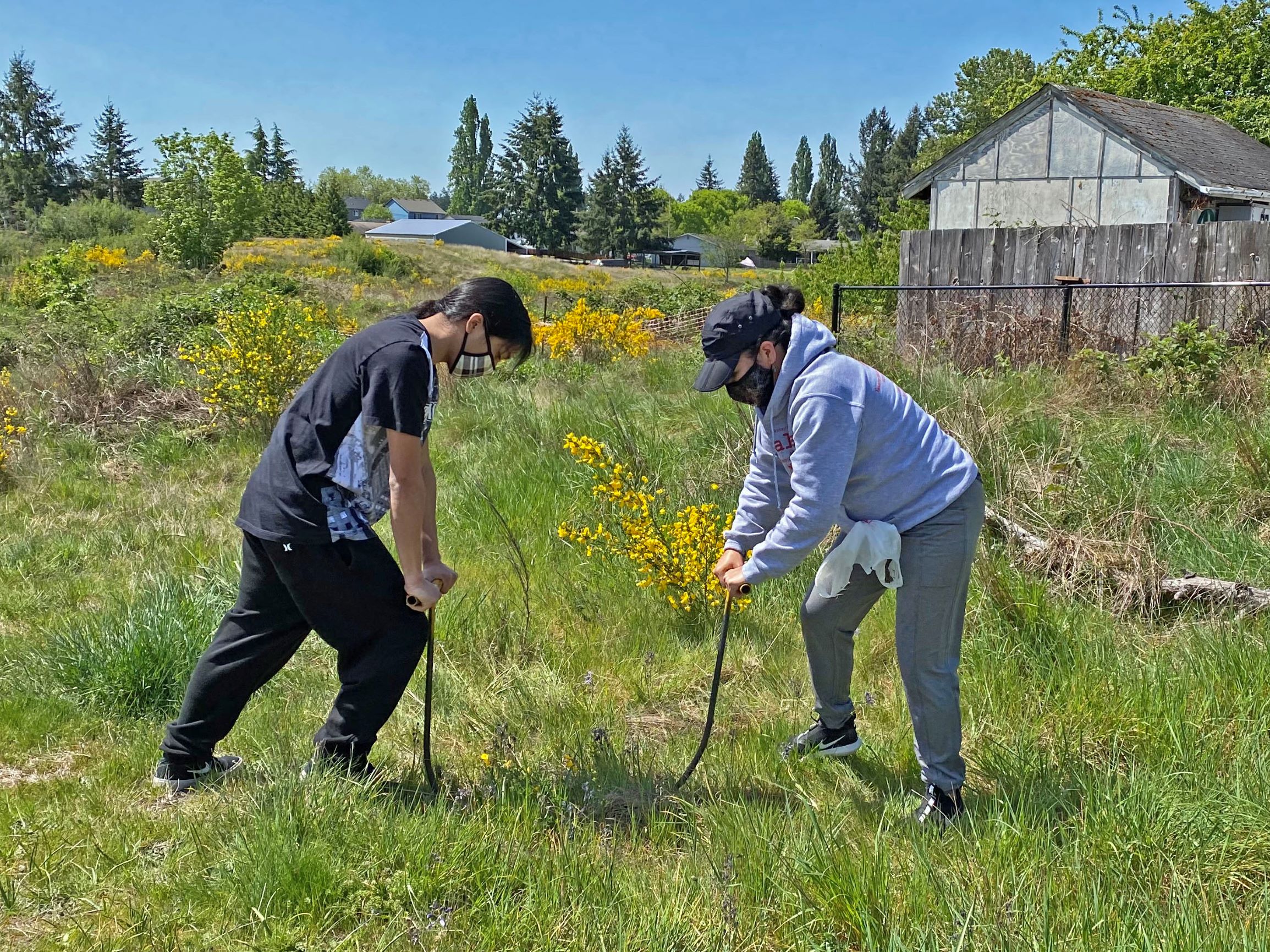 Culture Department Hosts c'abid (camas) Harvesting Events | Puyallup Tribe